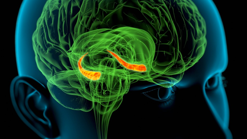 Illustration for article titled Un experimento pionero tratará de resucitar el cerebro de 20 pacientes clínicamente muertos